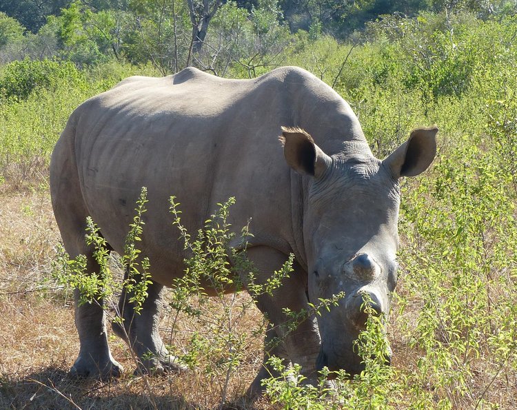 STORM IS THE OLDEST MALE RHINO AT THE REHABILITATION CENTER. HE IS JUST A FEW MONTHS YOUNGER THAN LUNAR, AND THEY ARE OFTEN SEEN TOGETHER. 