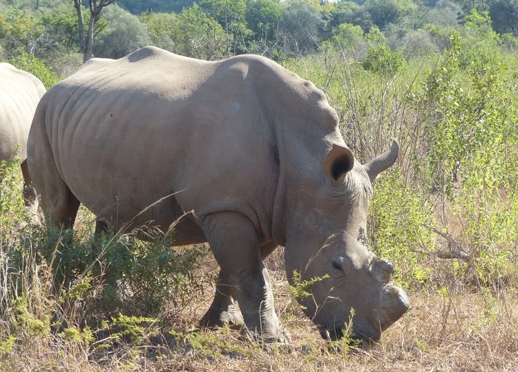 LUNAR, THE FIRST ORPHAN RHINO THAT ARRIVED AT CFW. HER HORNS, AS WELL AS THOSE OF ALL OTHER ORPHANS ARE REGULARLY REMOVED TO DETER POACHERS. 