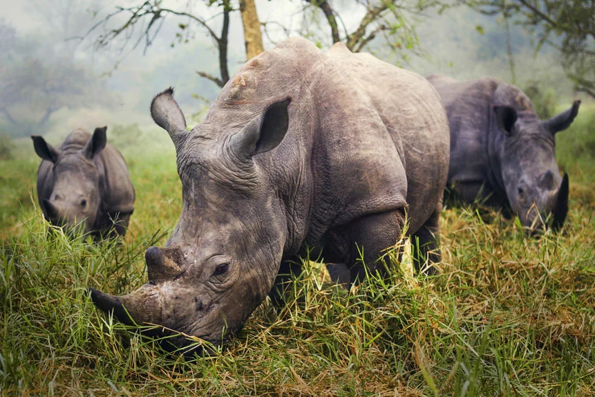 Rhinos-Programme.jpg