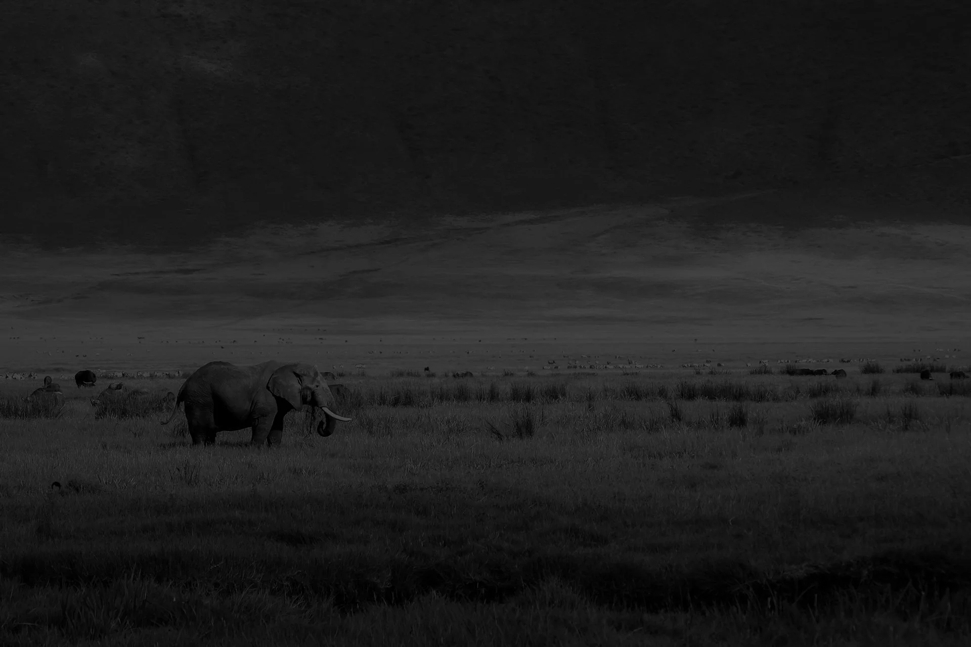 Elephant-programme-core-activities.jpg