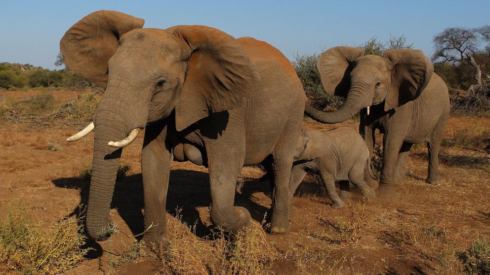 Poachers kill roughly 20,000 elephants every year
