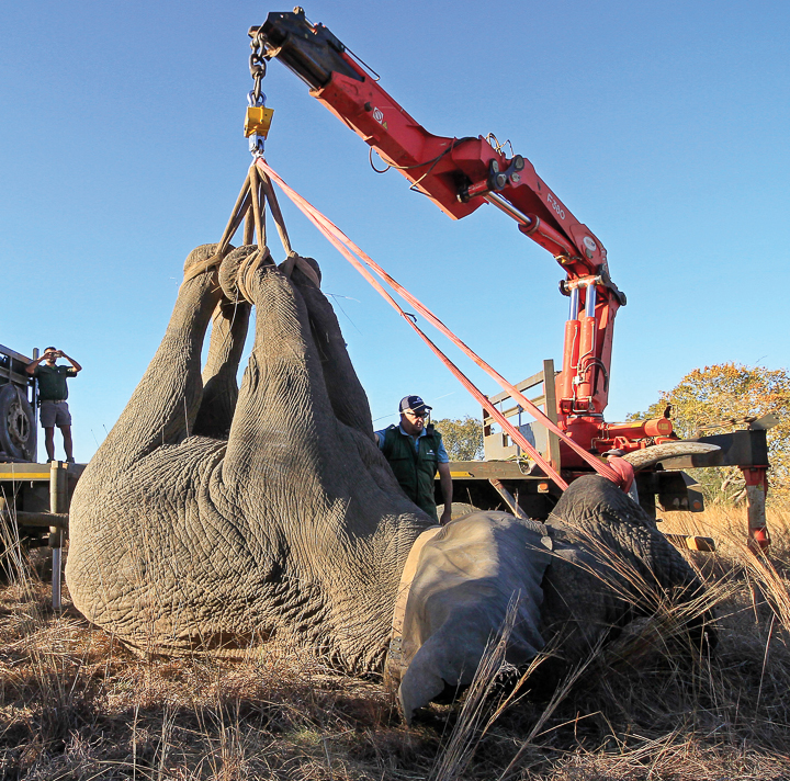 about-elephant-programme.jpg