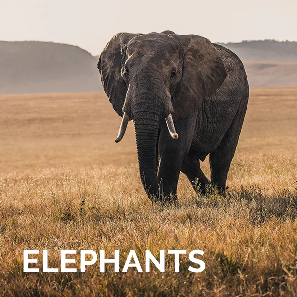 Elephants.jpg