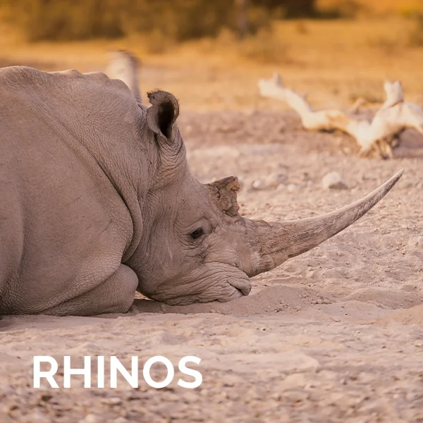 Rhinos.jpg