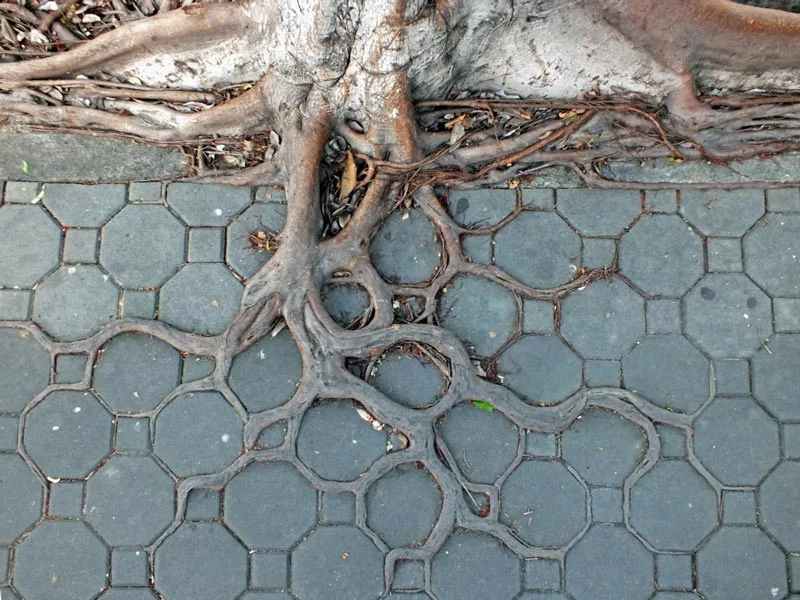 bankok-tree-roots-pattern.jpg