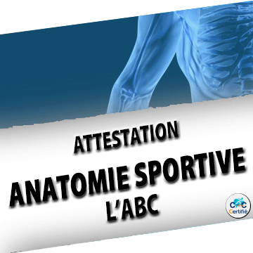 Icone-Attestation-anatomie-sportive-l'abc-CERTIF-CFORC.png