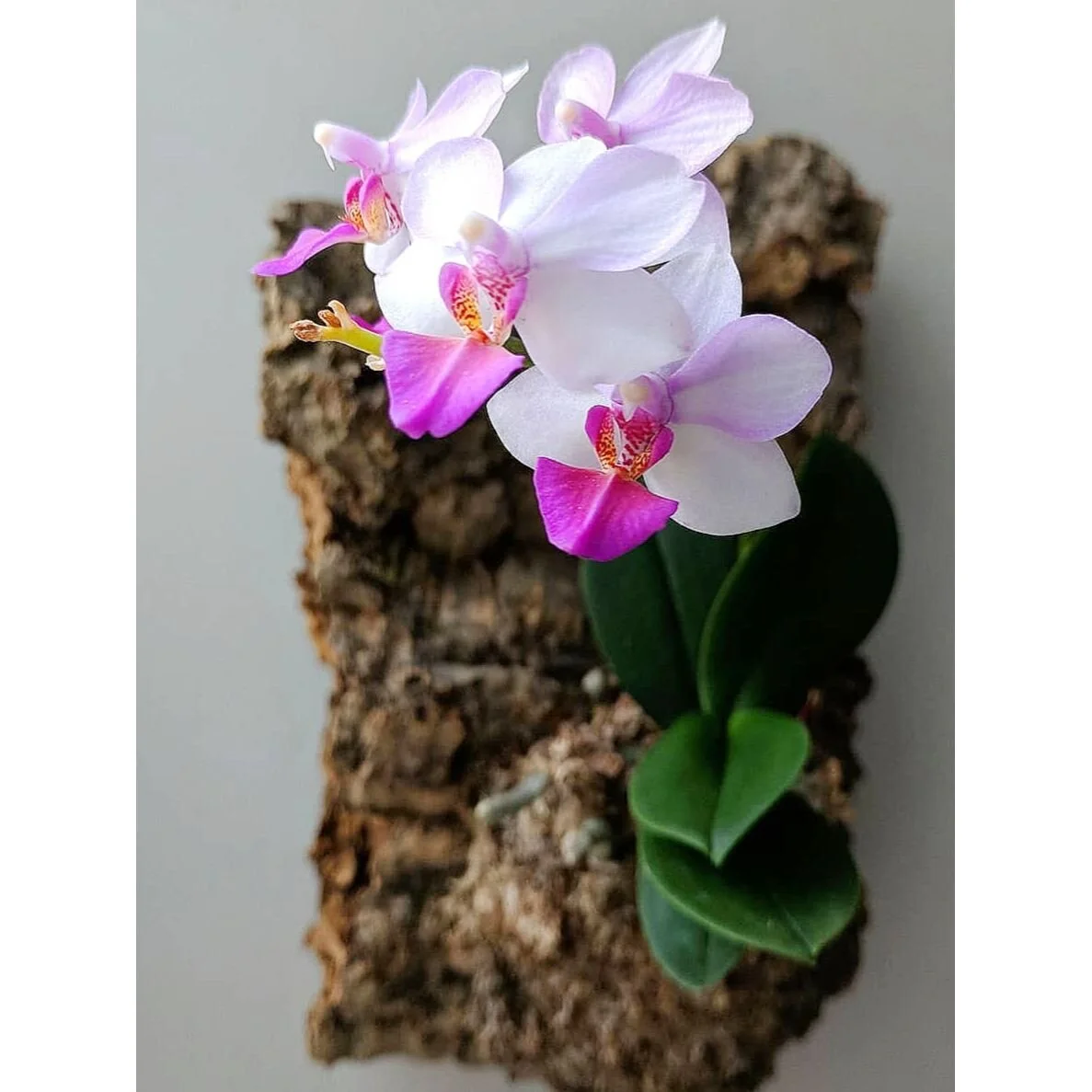 LIVING-WALL-HANGINGS-STEADFAST-SUPPLY