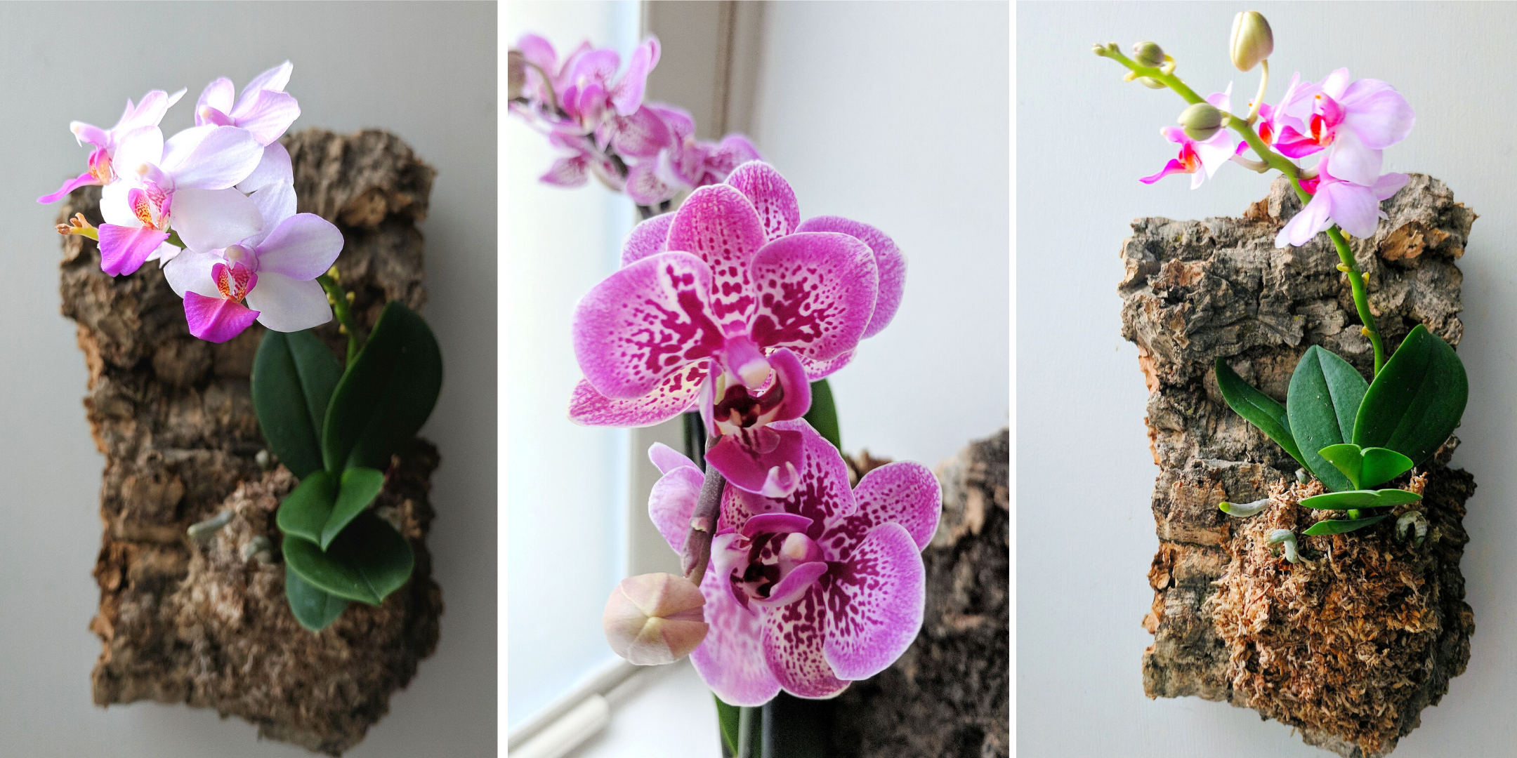 LIVING-WALL-HANGINGS-STEADFAST-SUPPLY