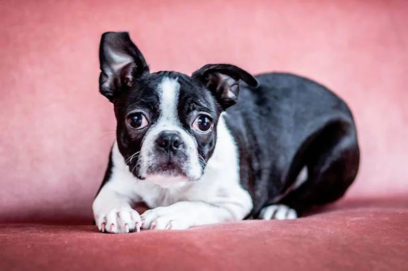 Roxie.jpg