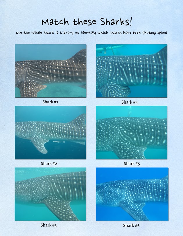 OLDER AND YOUNGER KIDS 'Be a Scientist' with the Whale Shark ID exercise! Download the Whale Shark ID library & match up the Shark's to their ID name! There are full instructions, the Whale Shark catalogue, and the exercises available on this link. Check out the versions for both younger and older kids. Learning Outcomes: To understand and practice how scientists identify individual whale sharks by their unique spot patterns.