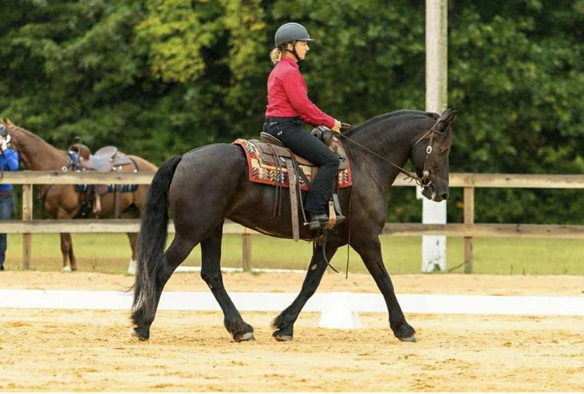 4Lyric Western Dressage.jpeg