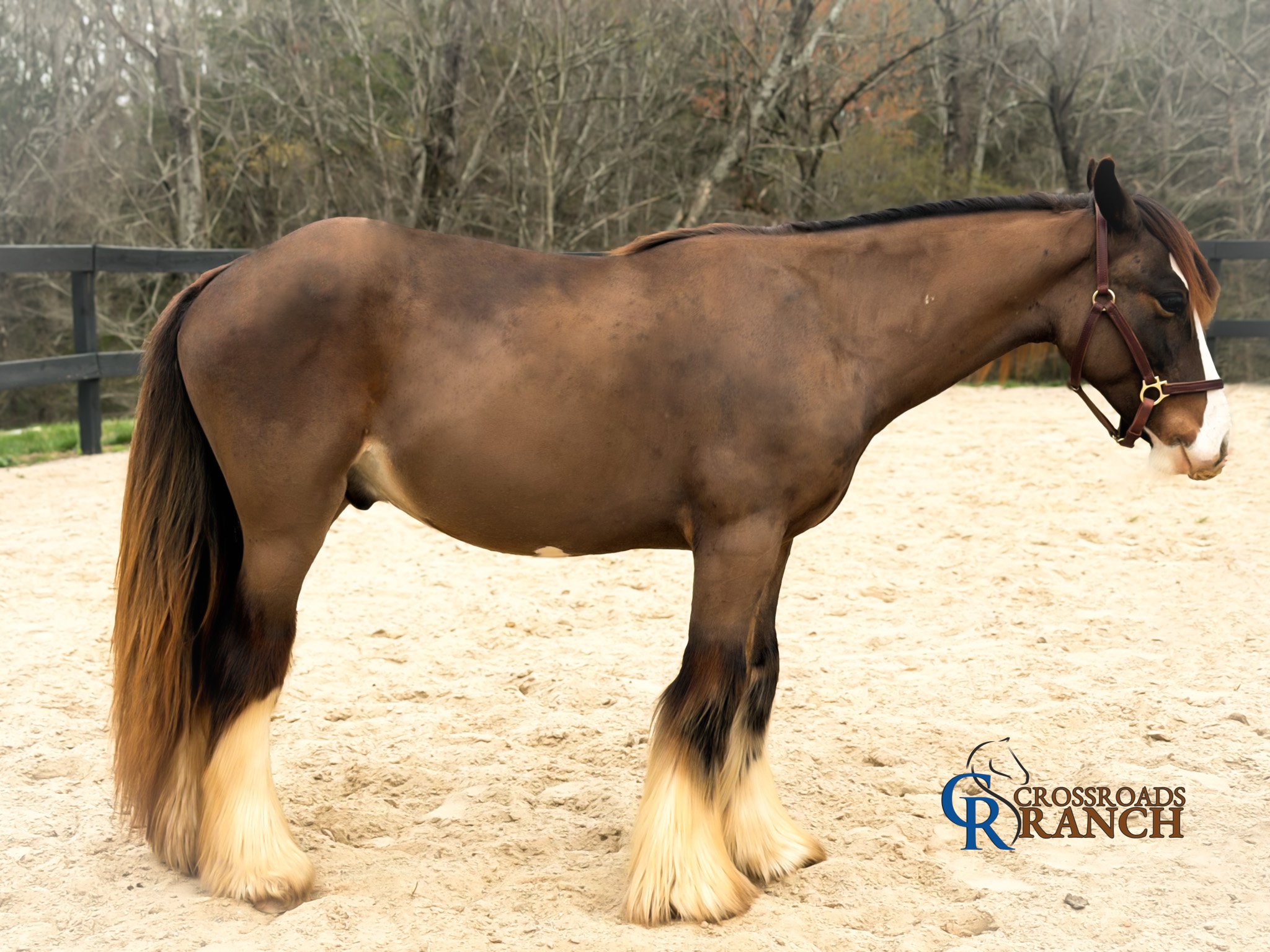 Bay Gypsy Vanner gelding Tulgon of Cavalleria