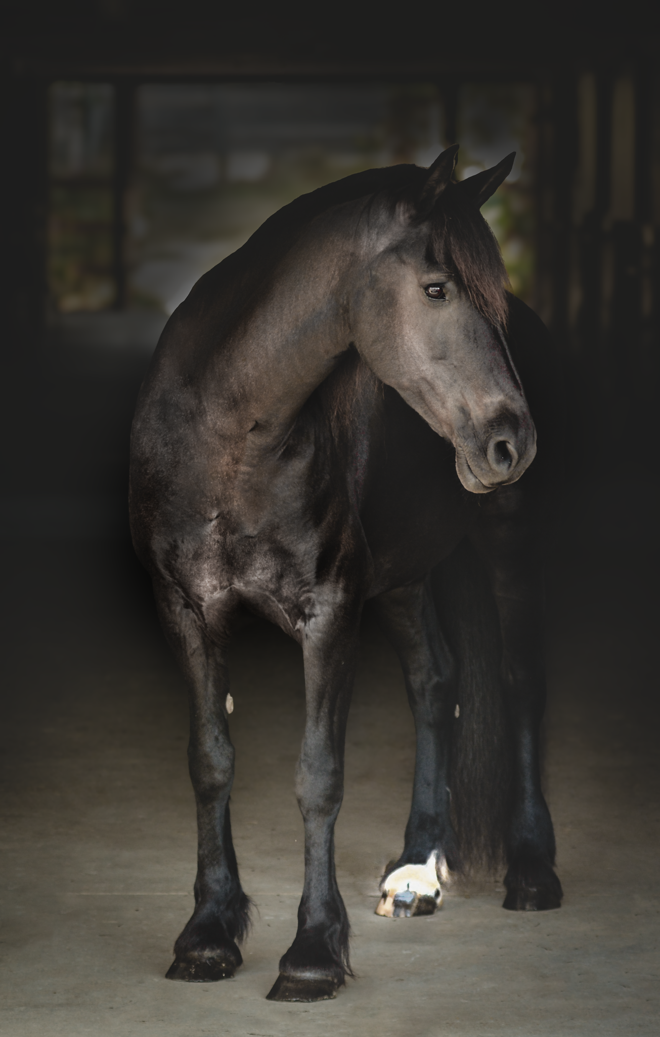 A black horse standing on gravel in an outdoor setting, with logos for Crossroads Ranch and Honeysuckle's Ranch Academy in the lower right corner.