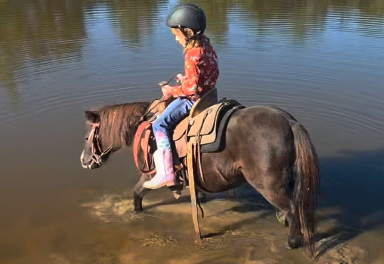 Horse for Sale | Snoopy | Pony Gelding. Child riding a horse through shallow water with trees in the background, wearing a helmet and pink boots.