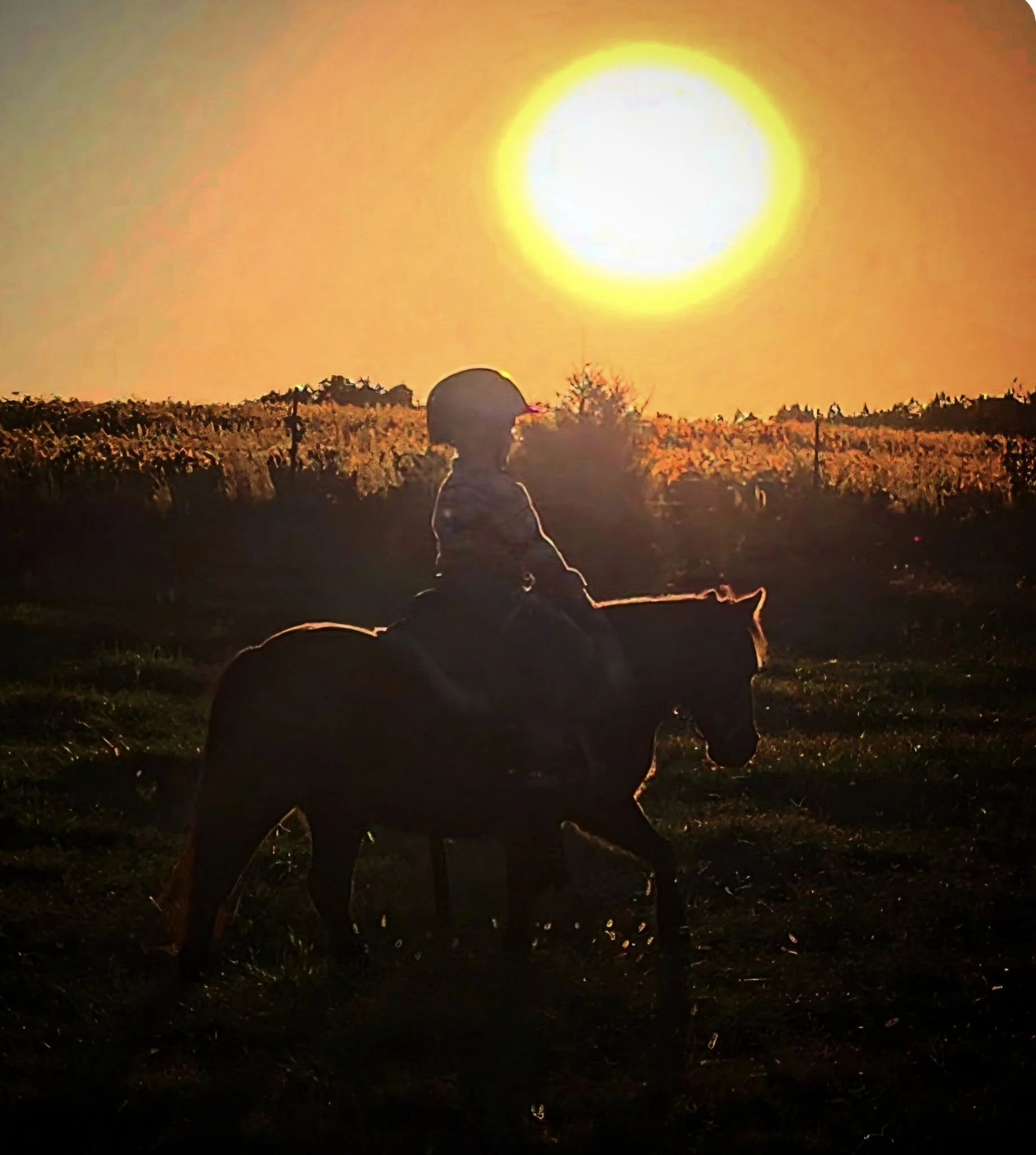 Horse for Sale | Snoopy | Pony Gelding. Silhouette of a young child wearing a helmet, riding a horse in an open field during sunset, with the sun large and bright in the sky and a backdrop of trees and a field.