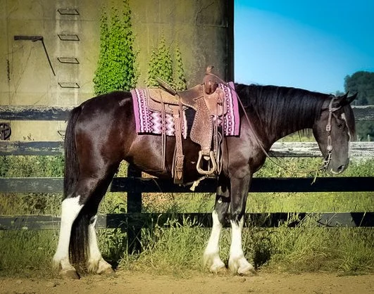 Clydesdale Saddlebred Mare for Sale at Crossroads Ranch