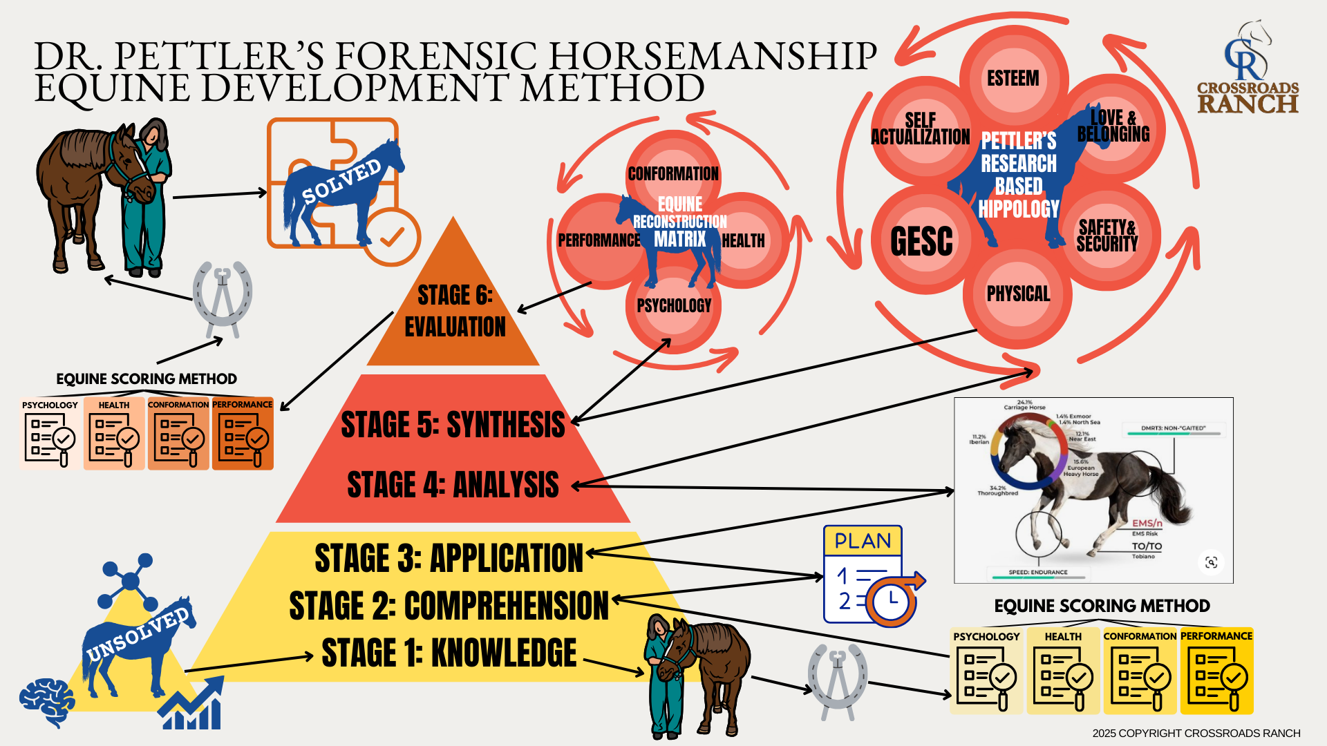 Diagram illustrating Dr. Laura Pettler’s Forensic Horsemanship Equine Development Method at Crossroads Ranch