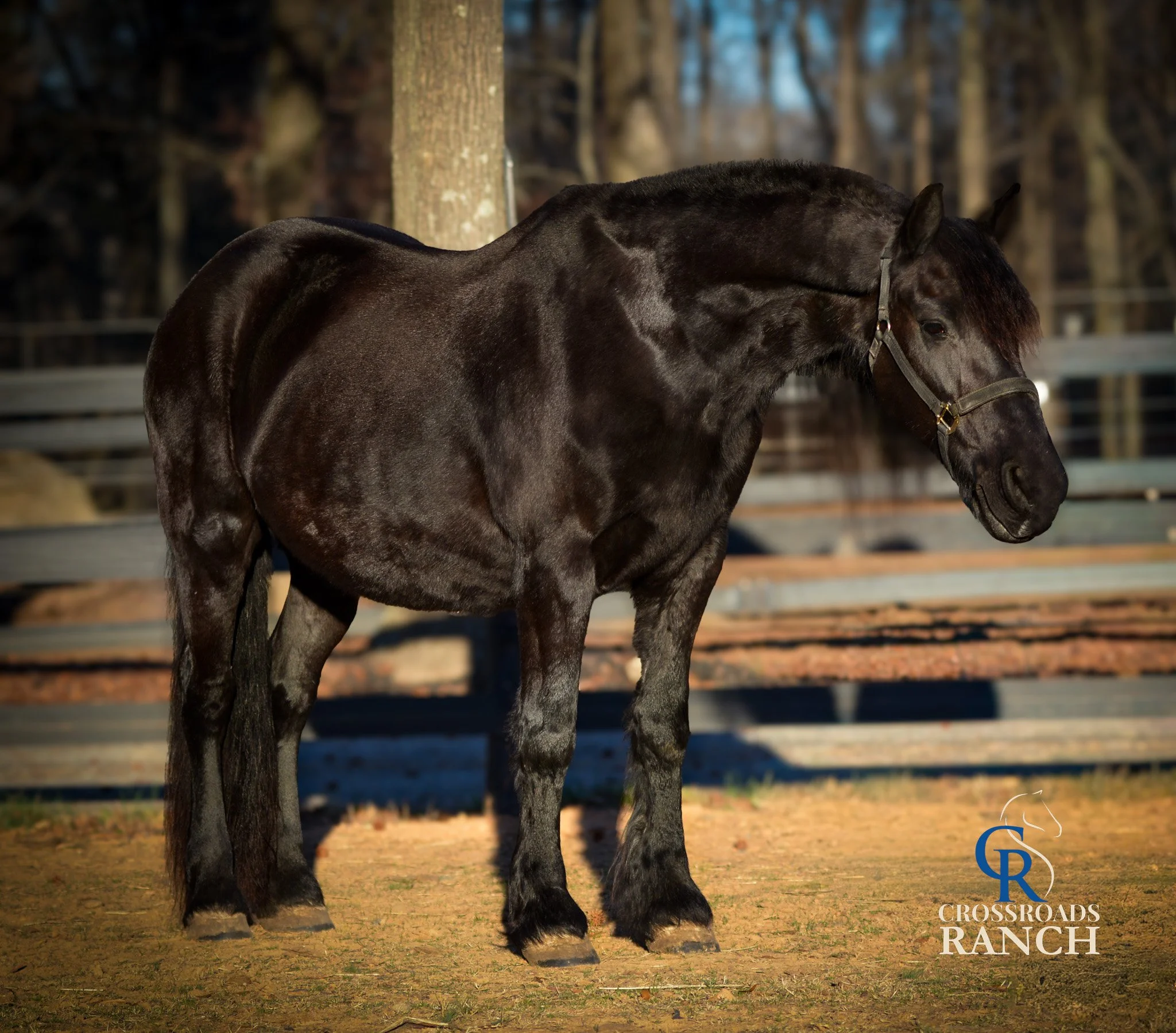 Horse for Sale | Una | Friesian Mare. A black horse standing on a dirt surface at Crossroads Ranch with trees and fencing in the background.