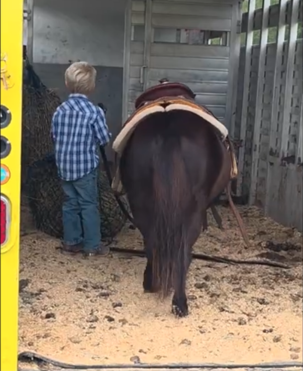 Horse for Sale | Snoopy | Pony Gelding. A young boy with blonde hair wearing a blue checkered shirt and jeans, standing next to a horse with a saddle in a small enclosed area with wooden walls and sawdust on the ground.