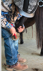 Horse for Sale | Snoopy | Pony Gelding. A child wearing a hat and jacket, standing next to a horse.