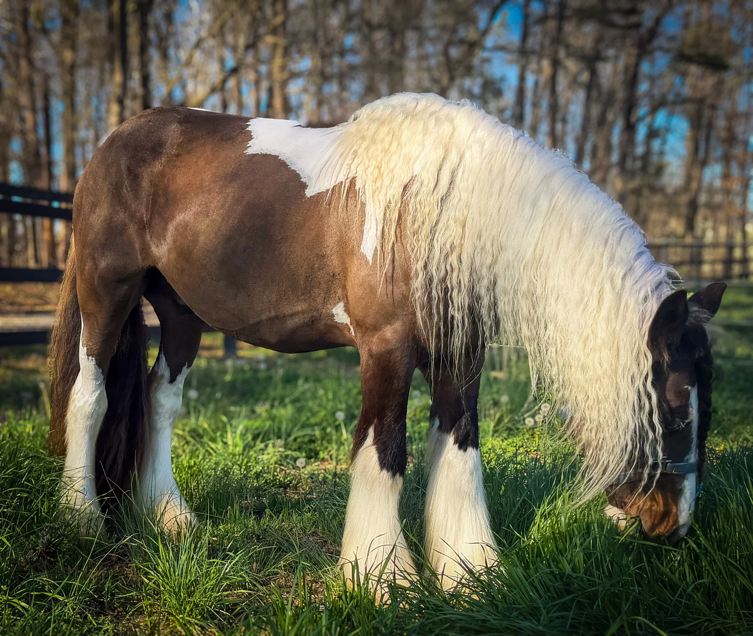 A black and white pinto horse with a long mane standing indoors on a wooden floor, with logos of Crossroads Ranch and Honeysuckle's Ranch Academy in the bottom left corner.