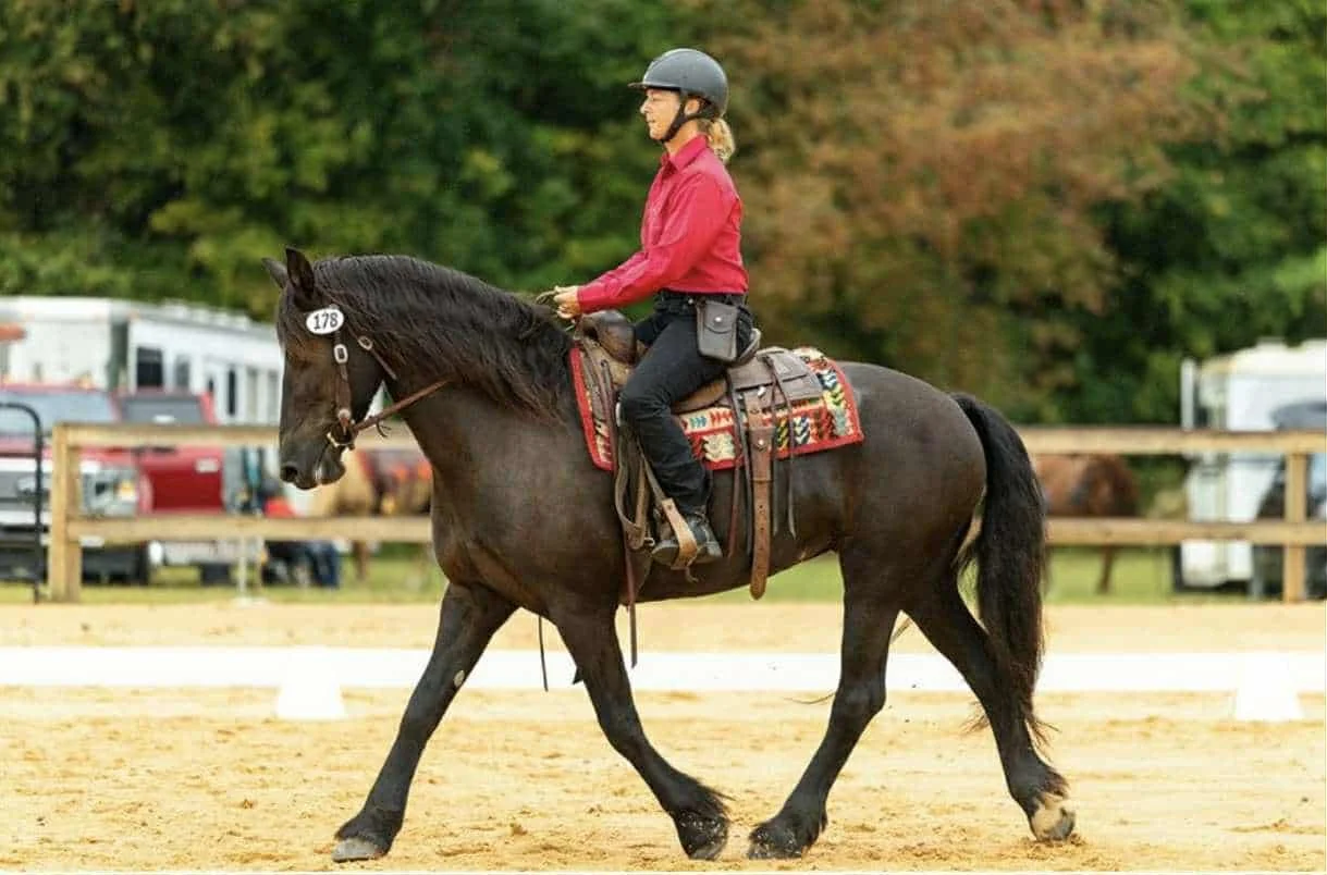 1Lyric Western Dressage.jpeg