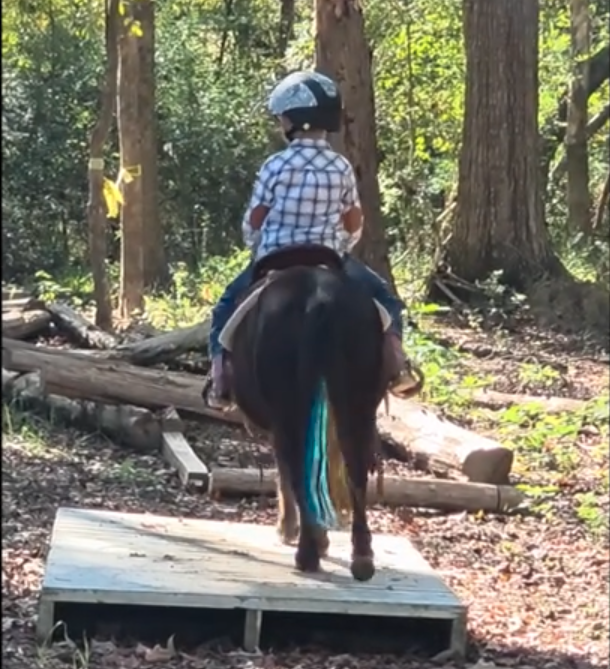 Horse for Sale | Snoopy | Pony Gelding. A young boy riding a horse on a wooden trail through a forested area, wearing a helmet and checkered shirt.