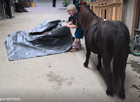 Horse for Sale | Snoopy | Pony Gelding. Two children and a small horse near a wooden railing. The children are filling a large black trash bag with leaves or debris.