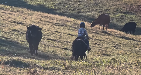 Horse for Sale | Snoopy | Pony Gelding. Child riding a horse in a grassy field with cows grazing nearby