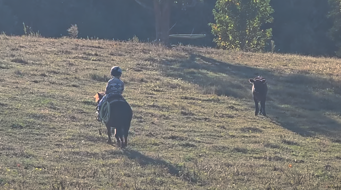 Horse for Sale | Snoopy | Pony Gelding. A person riding a horse across a grassy field with a calf standing nearby.