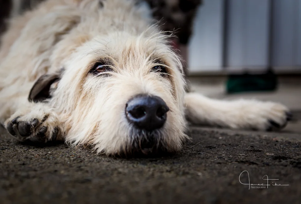 Irish Wolf Hound