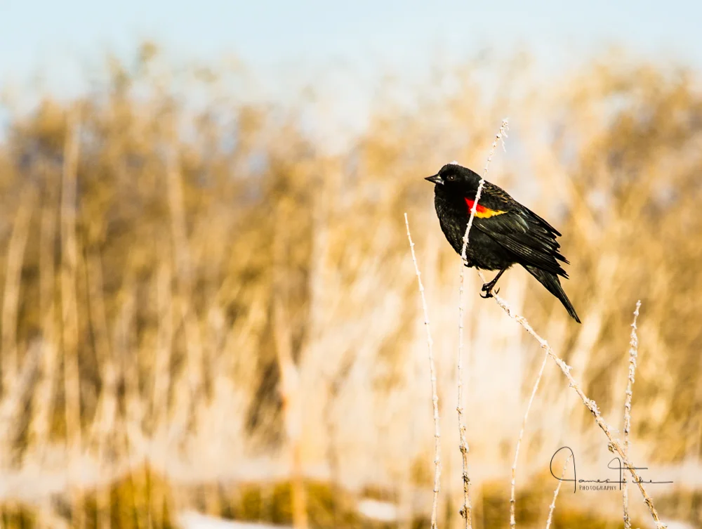 Red-winged Blackbird