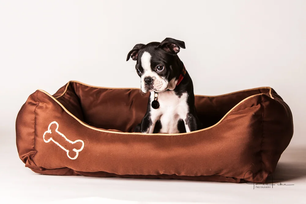 Boston Terrier Puppy