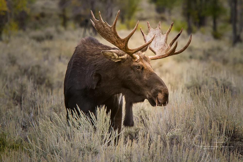Moose