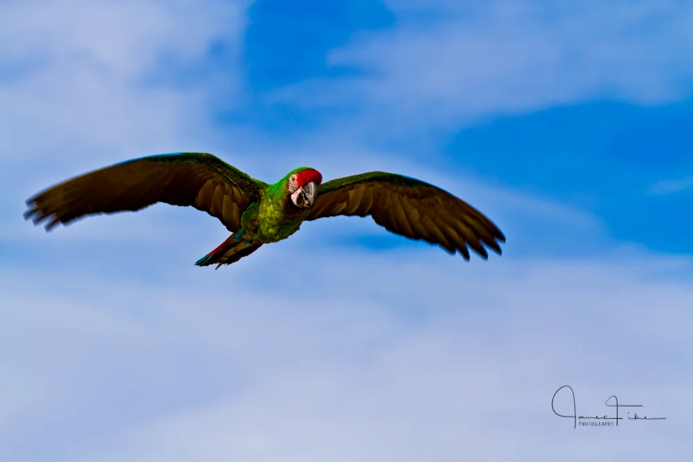 Freedom of Flight