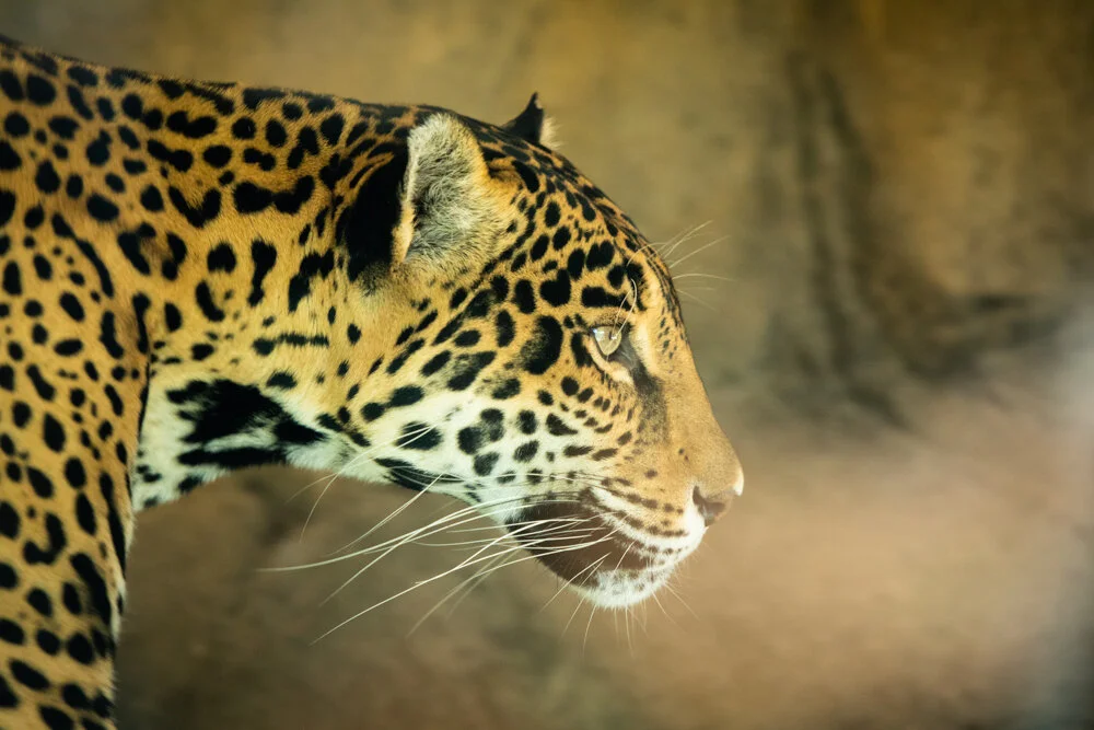 Jaguar Woodland Park Zoo