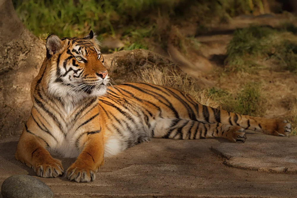 San Francisco Zoo Tiger