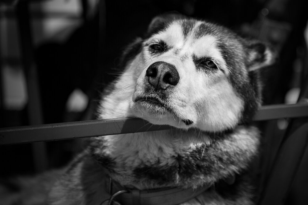  A dog hanging out watching tourist in Juneau Alaska. Taken July 2008 by James Fike Photography. 