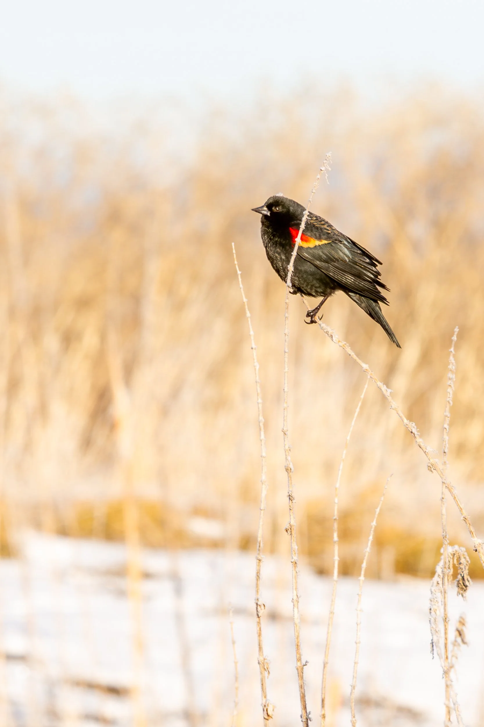 Red-winged Blackbird
