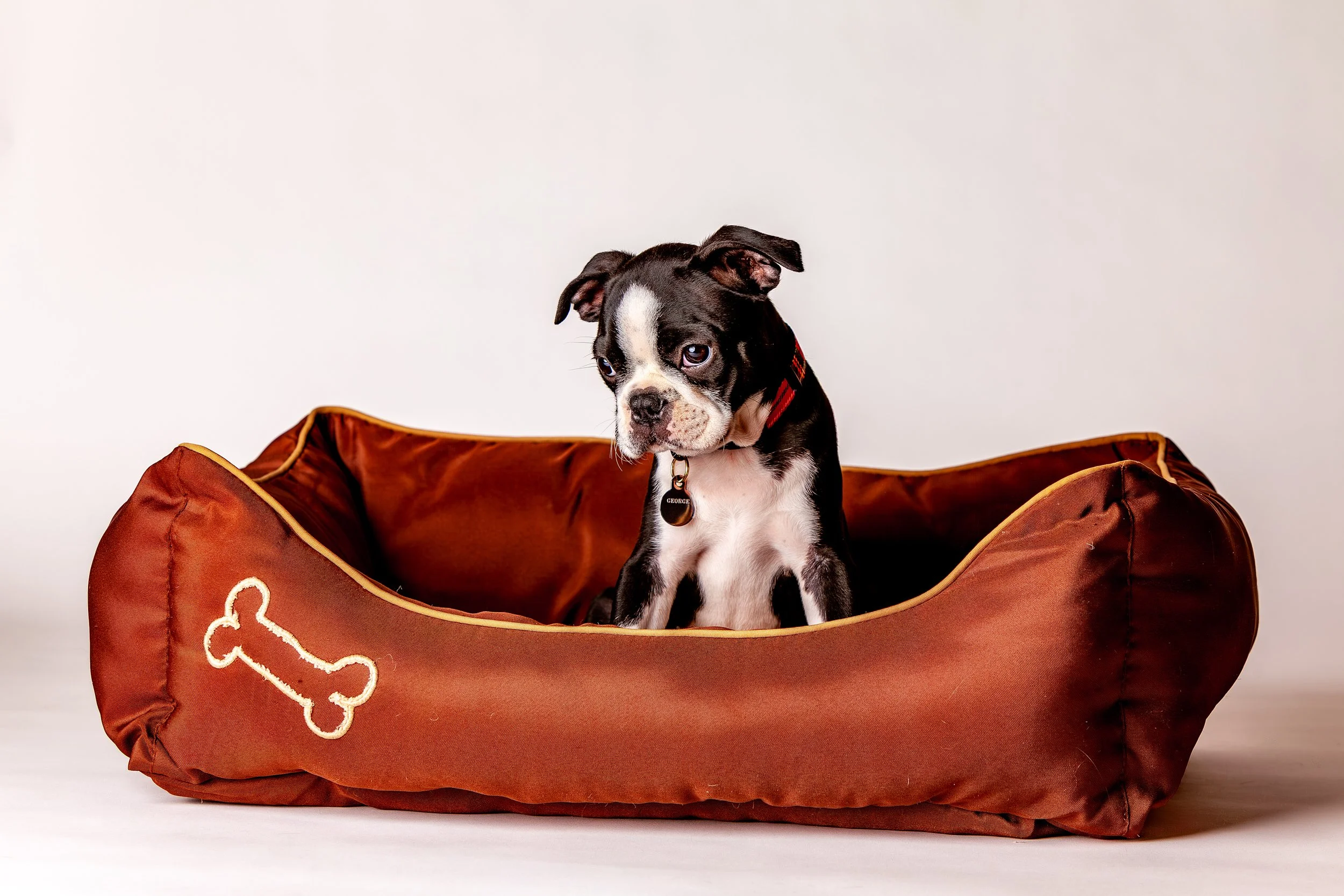 Pet Portraiture