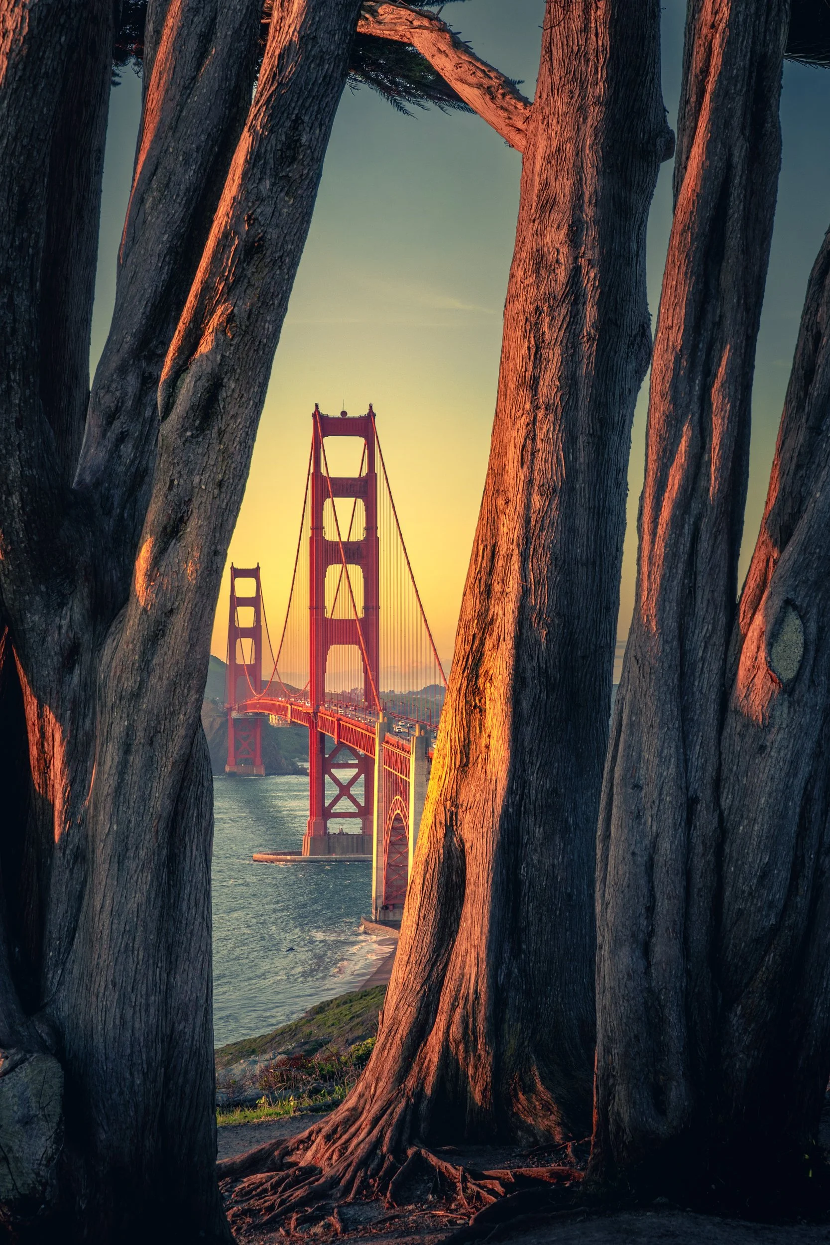 Golden Gate Bridge seen through cypress trees from Golden Gate Overlook in the Presidio at warm evening light.