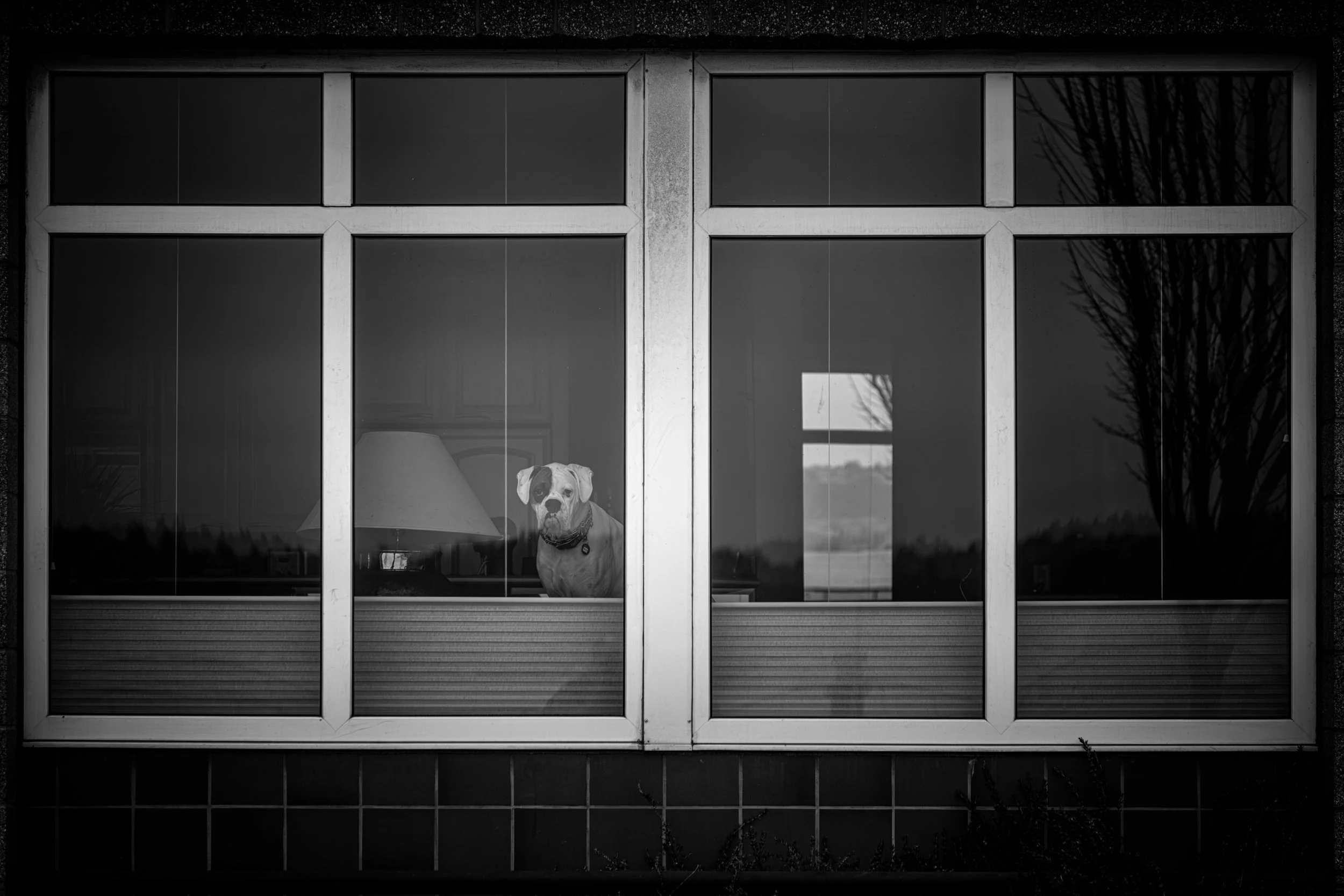Waiting at the Window

 

 A boxer dog stands behind a residential window in a monochrome portrait. The window panes, interior lamp, blinds, and exterior reflections record the domestic setting around the animal. 