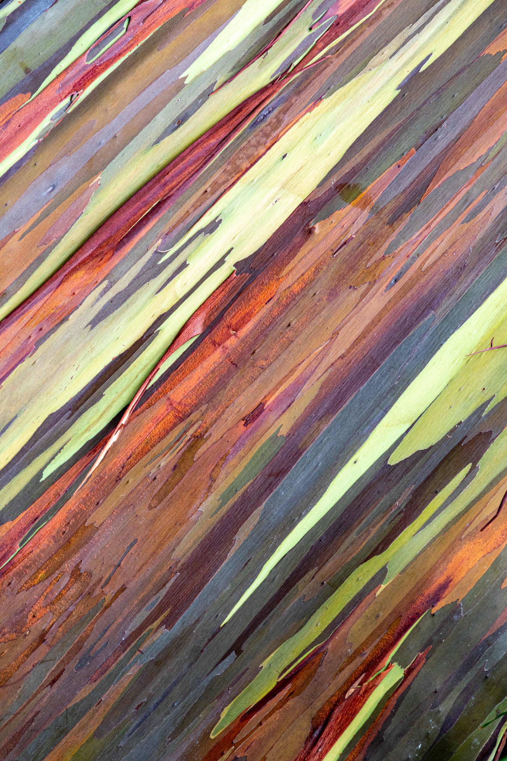 Rainbow Eucalyptus Detail

 

  A close view of rainbow eucalyptus bark along the Hana Highway on Maui, showing bands of green, orange, brown, and red exposed across the trunk surface. 