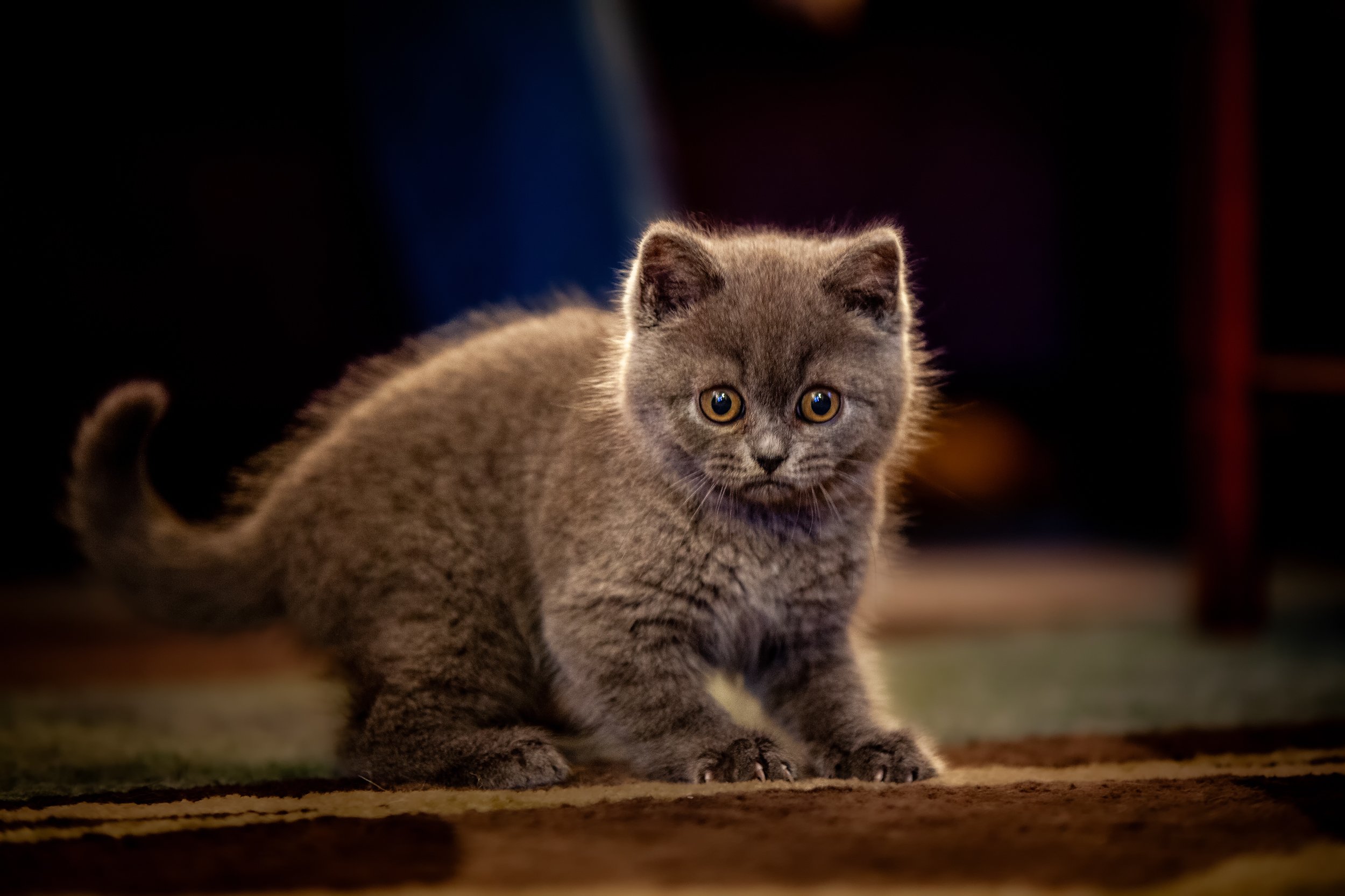 Curious Beginnings

 

 Stewie, a British shorthair kitten, is photographed indoors in an early-life companion animal portrait. The image records his gray coat, rounded kitten features, amber eyes, and alert expression in a home setting. 