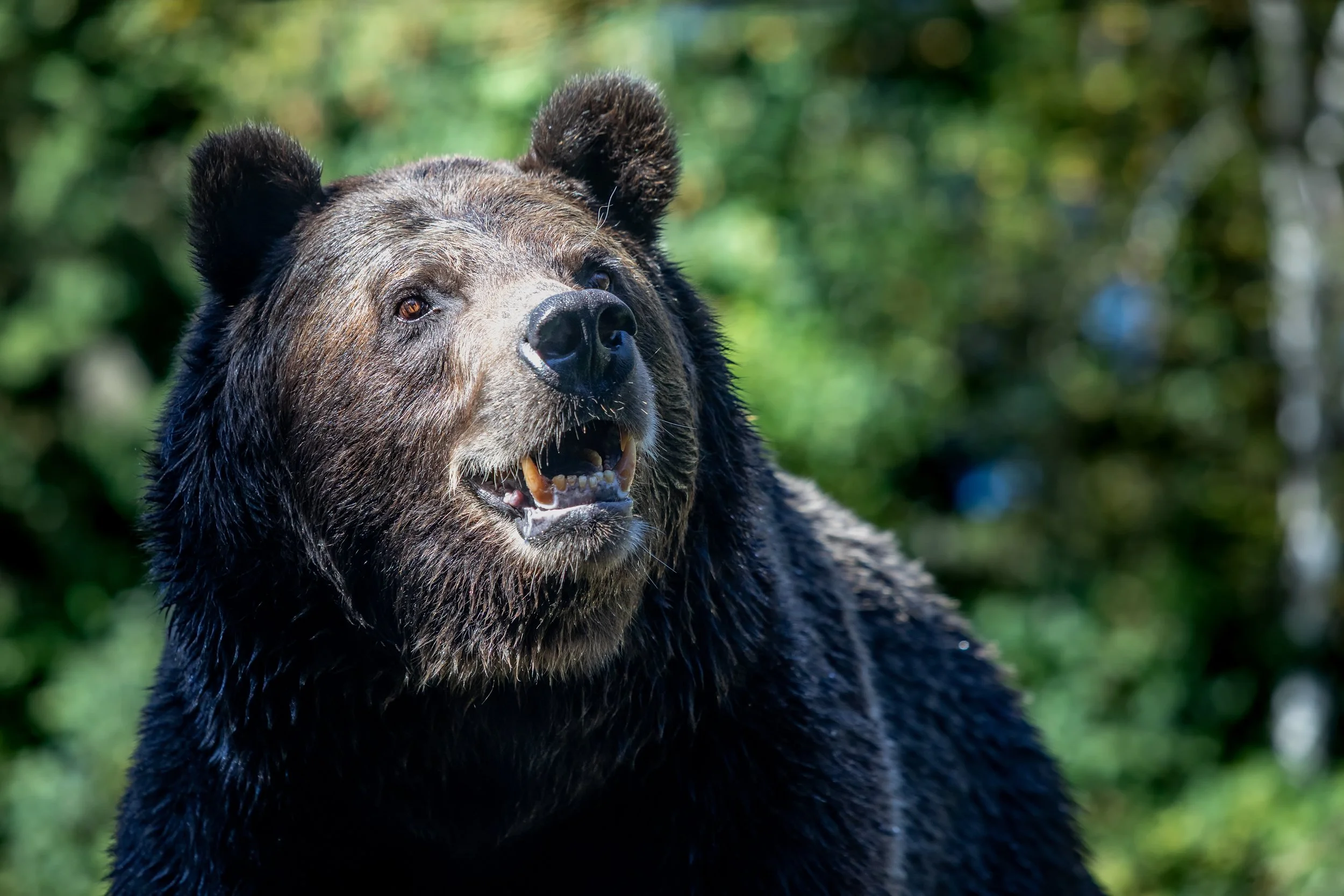 Voice of the Wild

 

 A brown bear photographed at Woodland Park Zoo in Seattle, Washington. Brown bears are large omnivores with habitat associations that include forests, coastlines, river corridors, and mountain environments. 