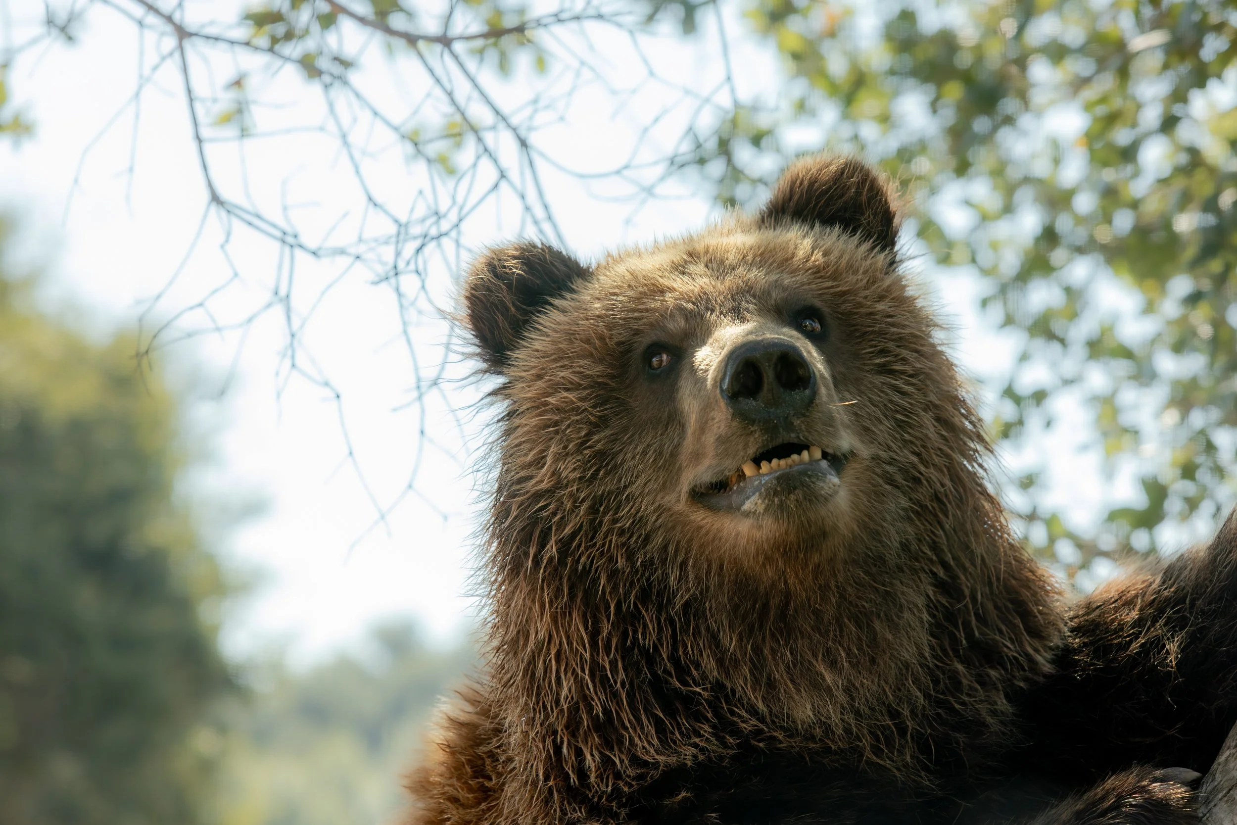 The Bear’s Question

 

 A brown bear photographed at Oakland Zoo in Oakland, California. Brown bears have broad habitat associations across the Northern Hemisphere and are frequent subjects in wildlife conservation and education programs. 