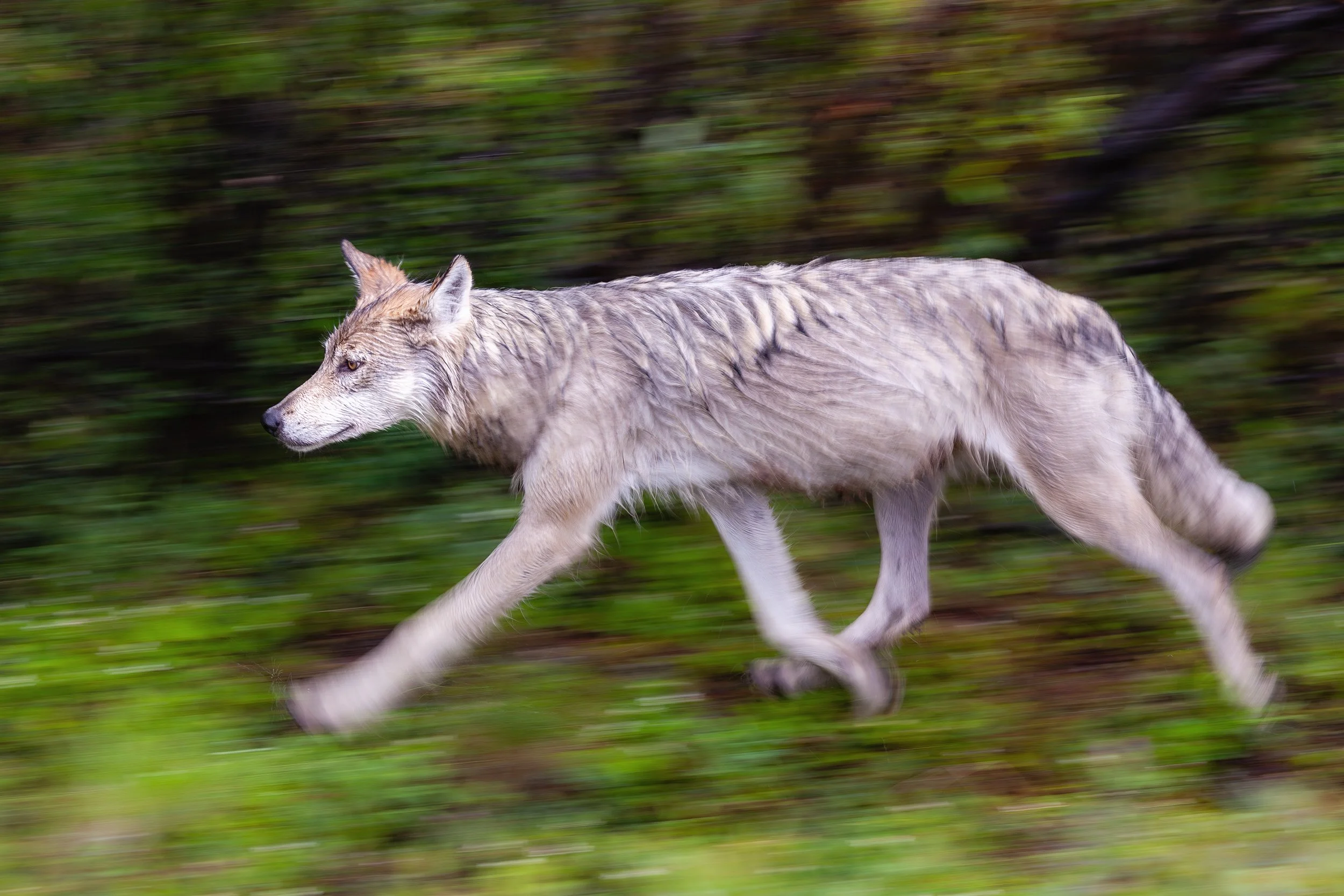 Forest Motion

 

 A wild gray wolf photographed in Denali National Park, Alaska. Denali protects a large subarctic landscape where wolves, bears, caribou, and other northern wildlife remain part of a broad mountain ecosystem. 