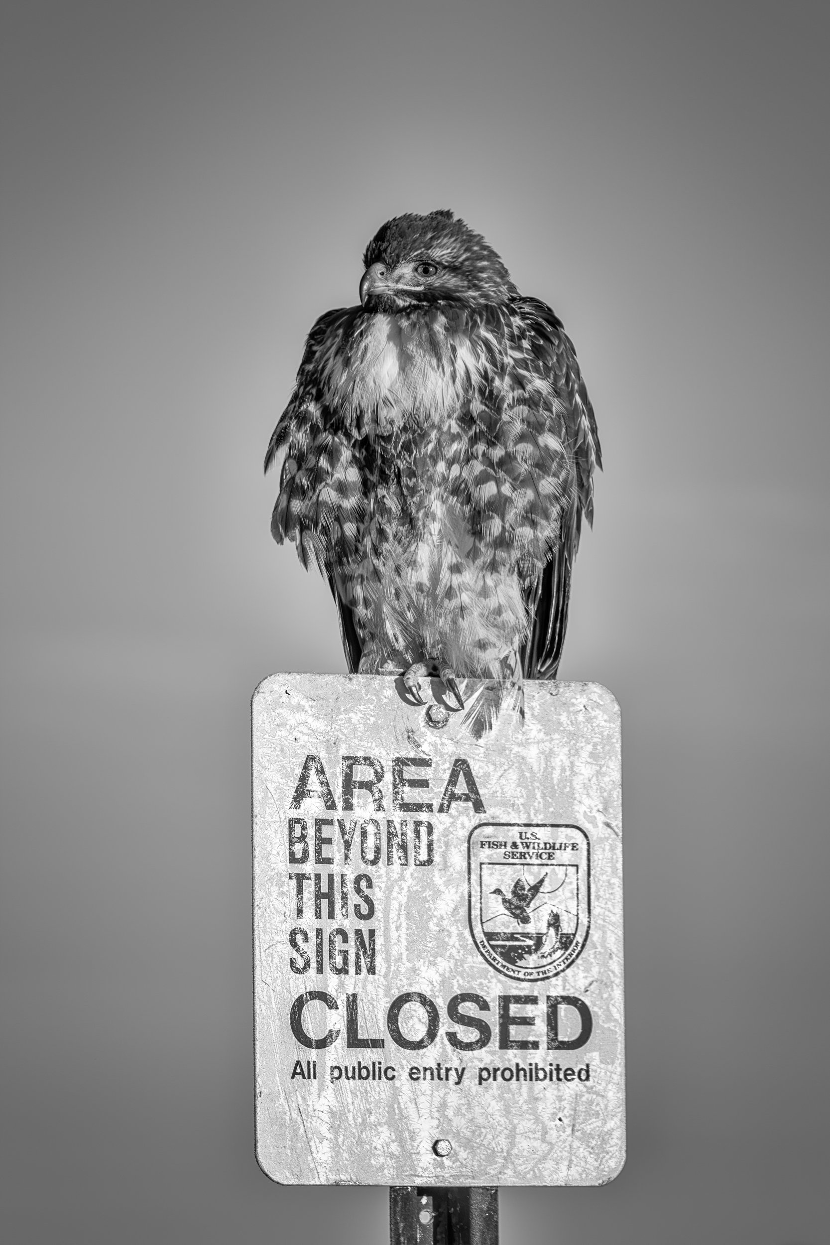 Beyond This Sign

 

 A raptor recorded as a probable red-tailed hawk perches on a U.S. Fish & Wildlife Service closure sign at Tule Lake National Wildlife Refuge in northeastern California. 