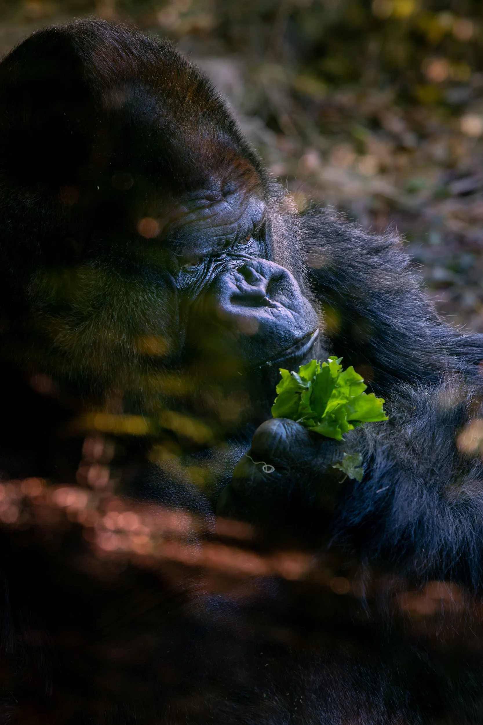 Quiet Strength

 

 A gorilla photographed at Woodland Park Zoo in Seattle, Washington. Gorillas are large primates native to equatorial Africa and are among the species represented in zoo conservation and public education programs. 