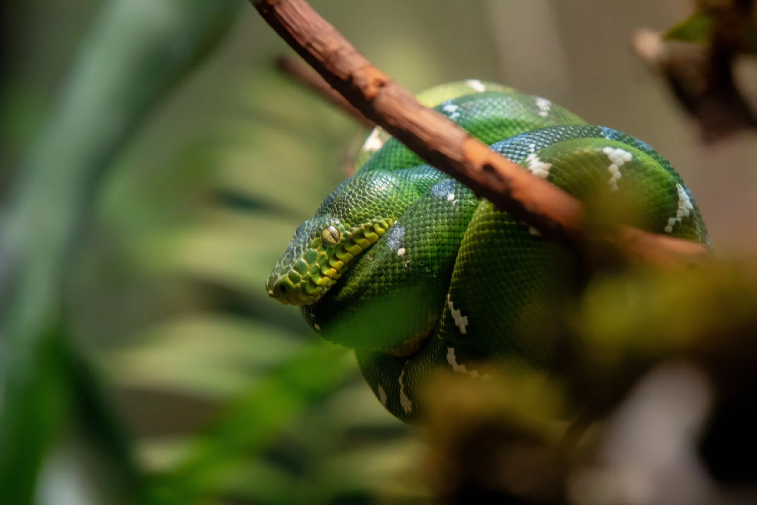 Emerald Coil

 

 A green tree python photographed at Woodland Park Zoo in Seattle, Washington. Green tree pythons are arboreal snakes associated with tropical forest habitats in New Guinea, nearby islands, and northern Australia. 